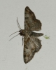 Eupithecia tantillaria (Boisduval, 1840)
