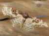 Idaea mustelata (Gumppenberg 1892)