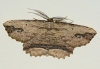 Menophra abruptaria (Thunberg, 1792)