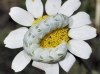 Cucullia chamomillae