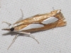 Catoptria pinella (Linnaeus, 1758)