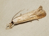 Chrysoteuchia culmella (Linnaeus, 1758)