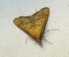 Dolicharthria aetnaealis (Duponchel 18339)