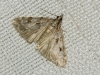 Eudonia pallida (Curtis, 1827)