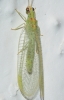 Pseudomallada granadensis (Pictet, 1865)