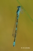 Coenagrion caerulescens
