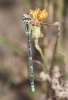 Coenagrion caerulescens