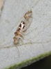 Graphopsocus cruciatus