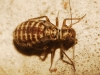 Neopsocus cf. rhenanus