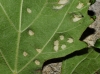 Colomerus vitis