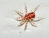 Erythracaridae