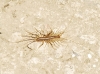 Scutigeridae