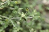 Arenaria leptoclados (Rchb.) Guss.
