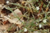 Bufonia tenuifolia ? 4 de 5