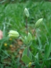 Cerastium perfoliatum L.