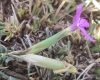 Dianthus algetanus subsp. turolensis ? 2 de 3