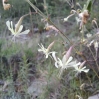 Silene nutans L. subsp. nutans
