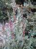 Chenopodium foliosum (Moench) Asch.