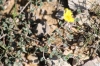 Helianthemum marifolium subsp. origanifolium