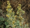 Artemisia absinthium 5/5