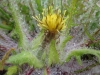 Centaurea benedicta (L.) L.