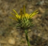 Jasonia tuberosa (L.) DC.