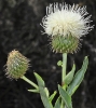 Klasea flavescens (L.) Holub subsp. leucantha (Cav.) Cant & Rivas Mart.