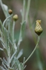 Phagnalon rupestre (L.) DC. subsp. rupestre