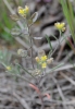Alyssum linifolium Willd.