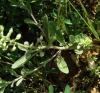 Alyssum simplex Rudolphi