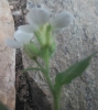 Arabidopsis thaliana ? 4 de 7