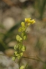 Biscutella auriculata L.