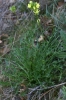 Brassica repanda (Willd.) DC. subsp. dertosensis Molero & Rovira