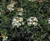 Hormathophylla spinosa (L.) P. Küpfer