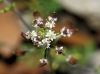 Hornungia petraea (L.) Rchb.