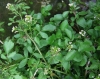 Rorippa nasturtium-aquaticum (a confirmar)