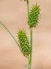 Carex mairii
