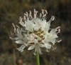 Cephalaria leucantha (L.) Roemer & Schultes