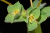 Euphorbia hirsuta L.
