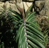 Euphorbia lathyris 2/2