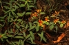 Euphorbia dendroides 1/3
