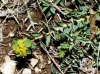 Euphorbia flavicoma 2 de 2