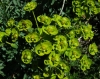Euphorbia nicaeensis 2/3 (a confirmar)