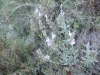 Salvia lavandulifolia ? 2d3