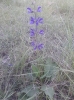 Salvia pratensis L.