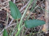 Stachys officinalis (L.) Trevis.