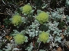 Teucrium aureum subsp. aureum ? 1/2