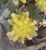 Teucrium polium subsp.aureum ? 2 de 3