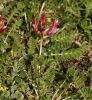 Astragalus incanus L.
