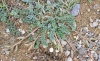 Astragalus incanus L. subsp. incanus